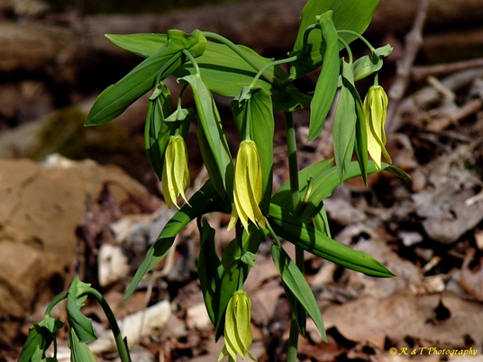 {Uvularia grandiflora}